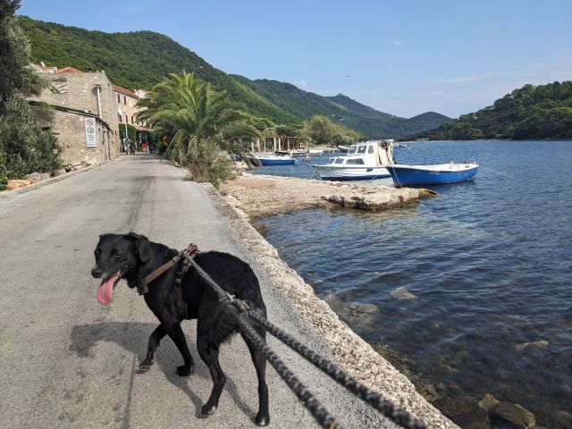 Holidays with dogs