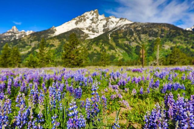 Jackson Hole Flowers & Mountain