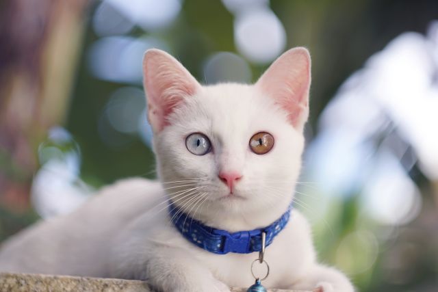white cat with different colored eyes