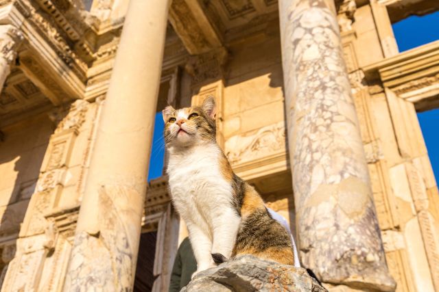 cat sitting in ancient ruins in Turkey