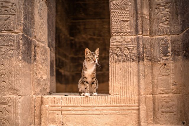 cat in ruins in Egypt
