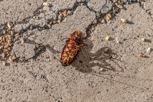 XXL-Kakerlaken breiten sich in Spanien aus