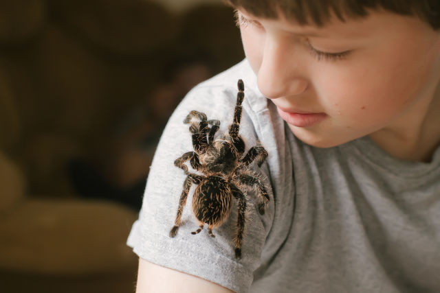 boy with a tarantula on his shirt