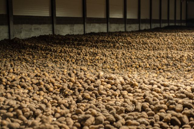 tons of Idaho potatoes