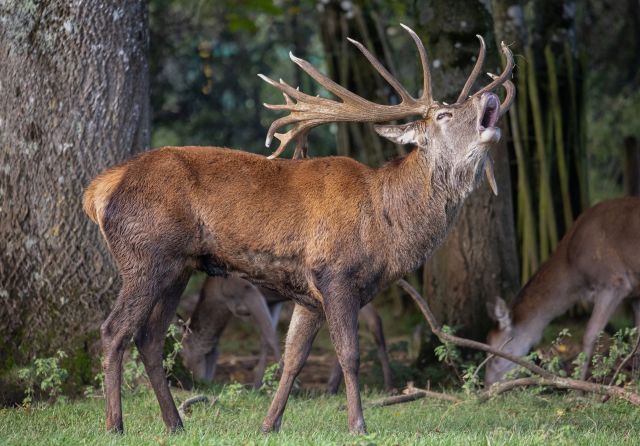 male adult moose with antlers