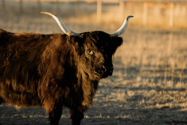 Highland Cows at a Luxury Silo in Montana