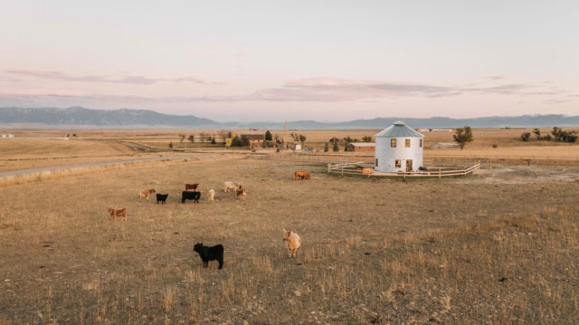 Highland Cows at a Luxury Silo in Montana