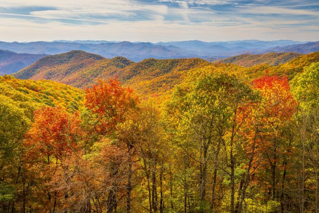 autumn leaves on a hillside
