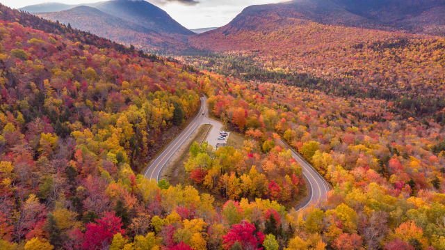 autumn leaves on a hillside