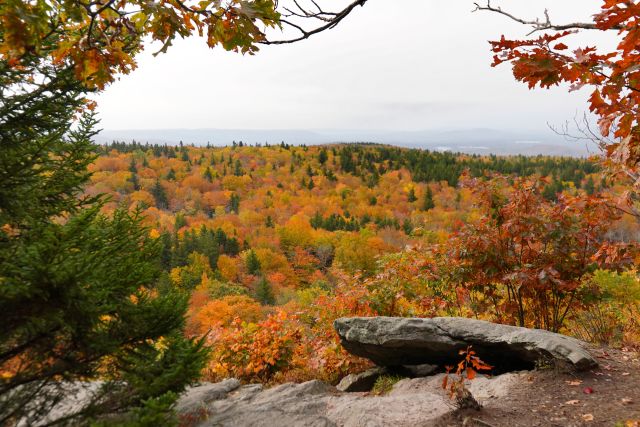 autumn leaves on a hillside