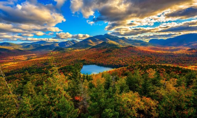 autumn leaves on a hillside