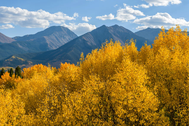 autumn leaves on a hillside