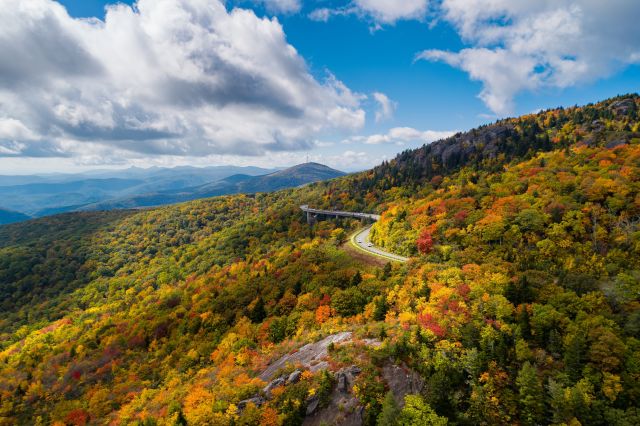 autumn leaves on a hillside