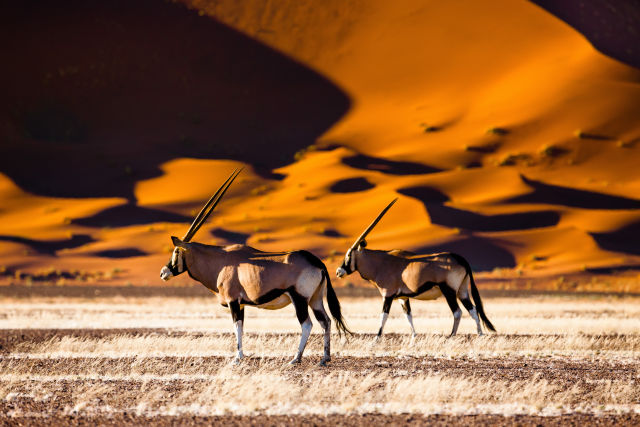 Wildlife in desert in Botswana
