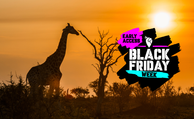 Giraffe in South Africa