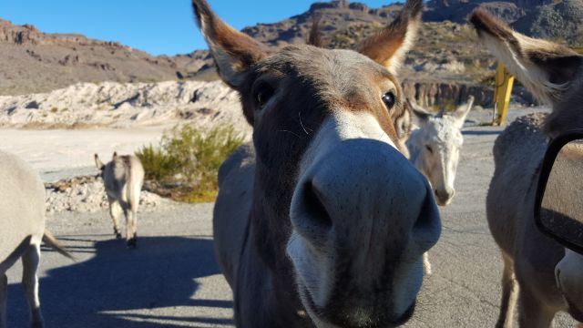 donkey in oatman, arizona