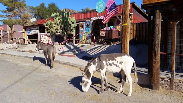 donkeys wandering the streets of Oatman Arizona