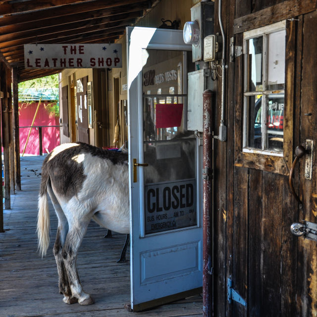 donkey inside of a shop