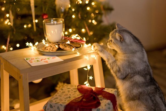 cat with Christmas cookies