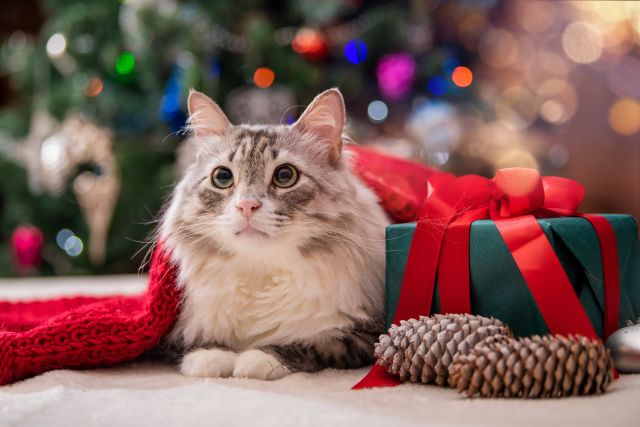 cat sitting underneath a christmas blanket