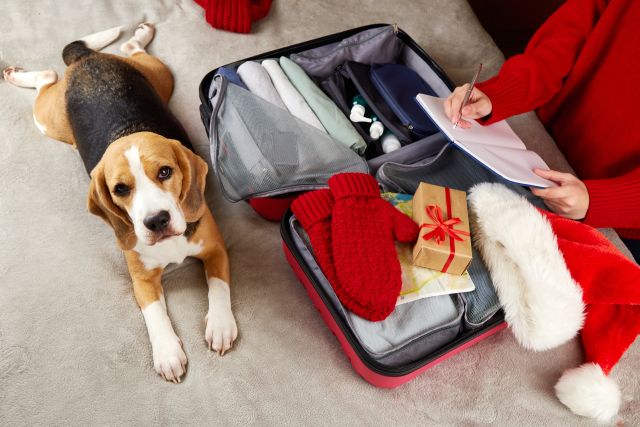 beagles sits beside an open suitcase