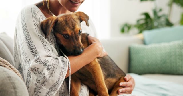 anxious dog being held by owner