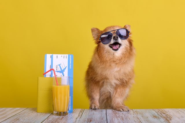 Klein hondje met een zonnebril naast vliegtickets en cocktails.