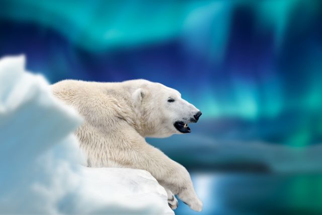 Ride a Glass Dome Train to Polar Bears and Northern Lights