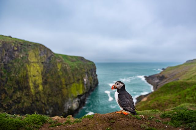 Papegaaiduiker op een klif op Skomer Island, Wales.