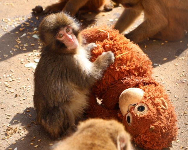 Rejected baby monkey Punch-kun at Ichikawa Zoo