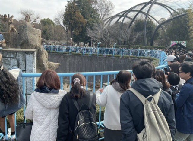 Crowds at Monkey Mountain exhibit