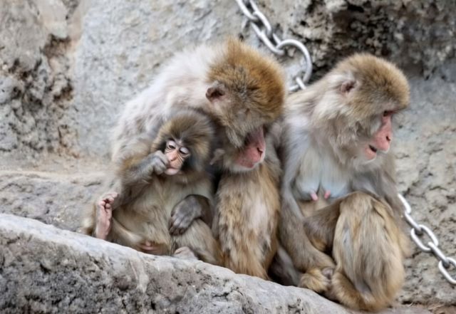 Crowds at Ichikawa City Zoo waiting to see Punch the viral monkey