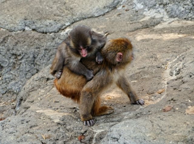 Punch the Baby Monkey Update: Attack By Fellow Monkeys at Ichikawa Zoo Sparks Concern | TravelPirates