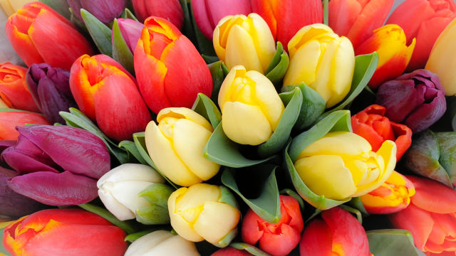 San Francisco Is Giving Away 80,000 Free Tulips This Weekend