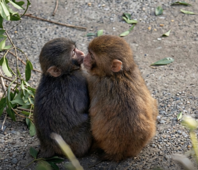 Good News From Around The World: Punch Has a Girlfriend, Pandas Are  Thriving, and 80,000 Free Tulips Are Waiting for You | TravelPirates