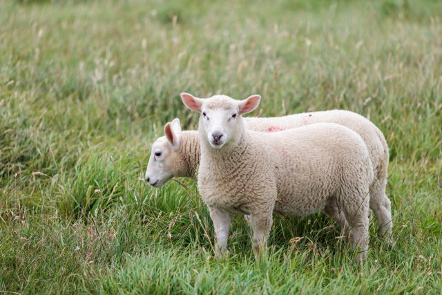 Where Was The Sheep Detectives Filmed — Two sheep standing on a grassy hill