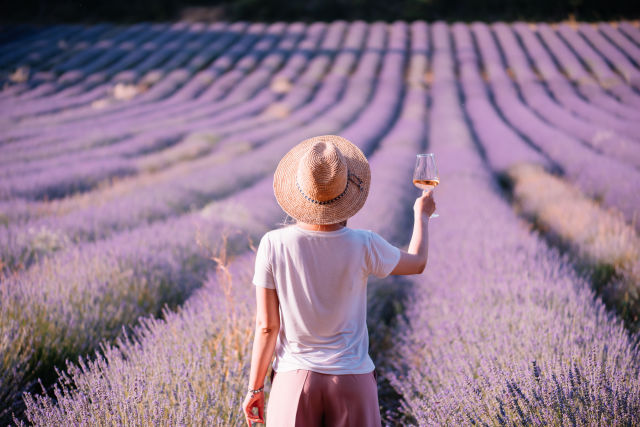 Young woman drink rose wine in the sunset lavender field, standing back to the camera, Provence, south France