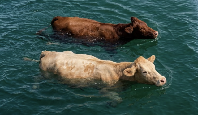 Ireland's Swimming Cows: The Island Grazing Tradition You Never Knew Existed