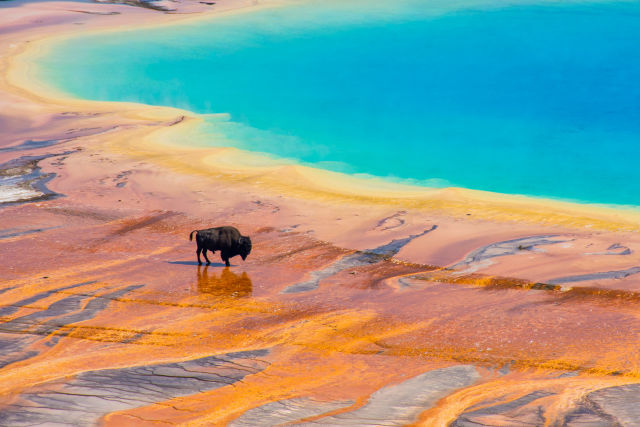 Explore Yellowstone & Grand Tetons in 4 Days 🦬🏔️