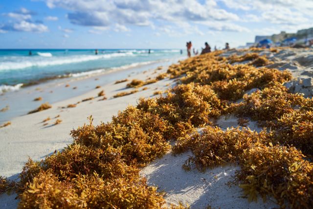 Record sargassum seaweed bloom washing into turquoise Caribbean waters during the 2026 seaweed season.