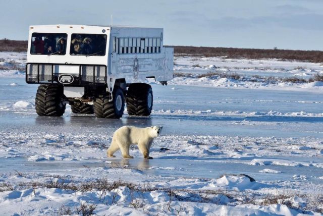 Stay Where Polar Bears and Northern Lights Steal the Show 