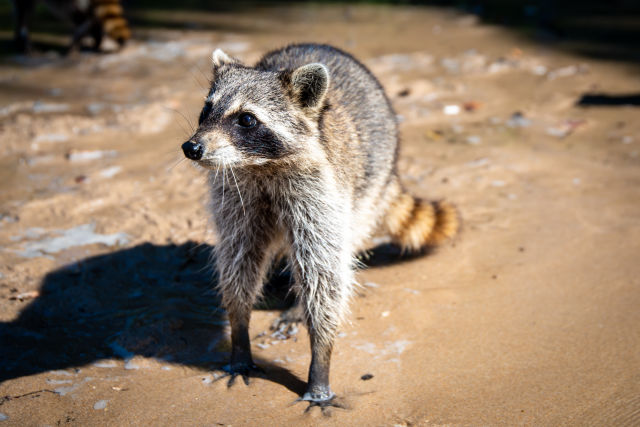 There’s an Island Near Miami Called Raccoon Island, Where 60 Raccoons Call the Shots—and You Can Visit