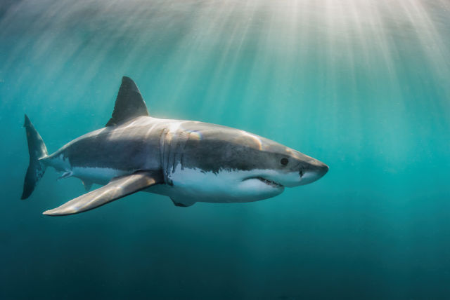 Shark Week Is Back, So We Found the Places Behind Your Favorite Shark Movies