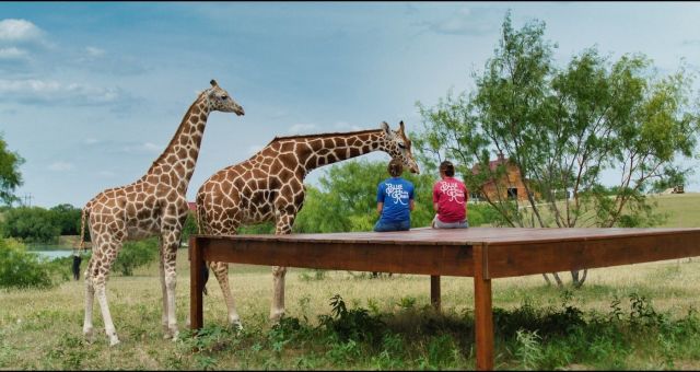 Giraffes, Zebras, and Kangaroos Roam Free at This Safari Texas Ranch