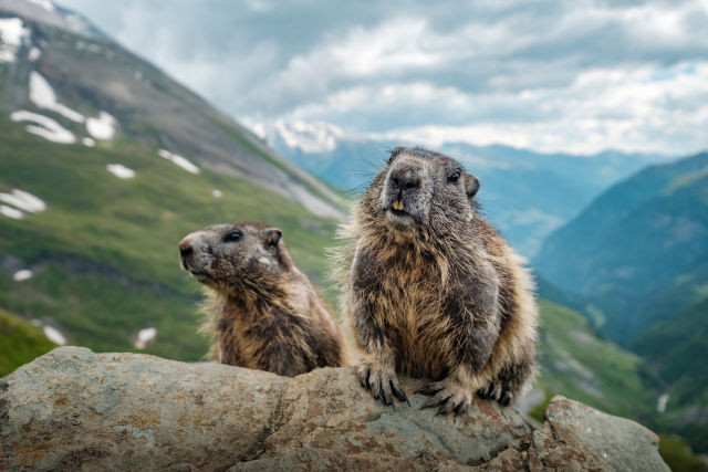 Two marmots eating food in a mountain landscape