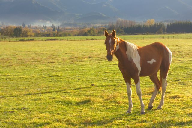 This New Zealand Farm Offers Free Stays to Volunteers Who Care for Horses