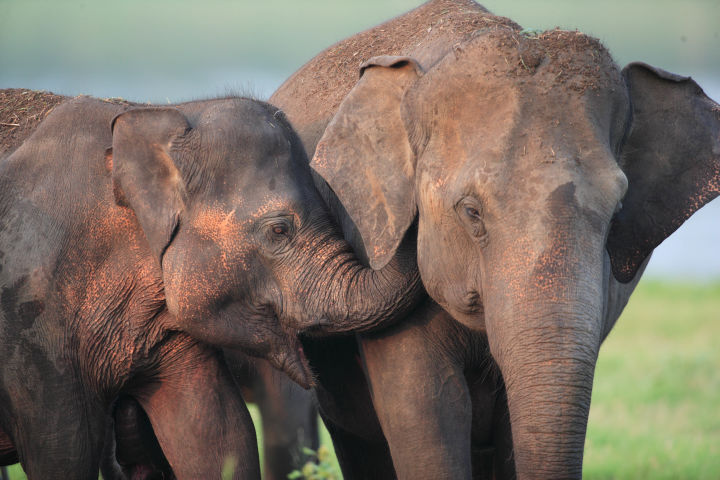 Deluxe twin break: 5nts Sri Lanka private tour & 7nts all-inc Maldives - Vimarsana News