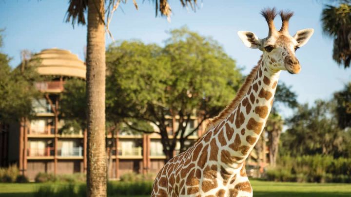Discover the magic of Disney's Animal Kingdom Lodge in Florida - Vimarsana News