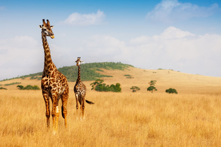 Safari y playas en Kenia: aventura y relax