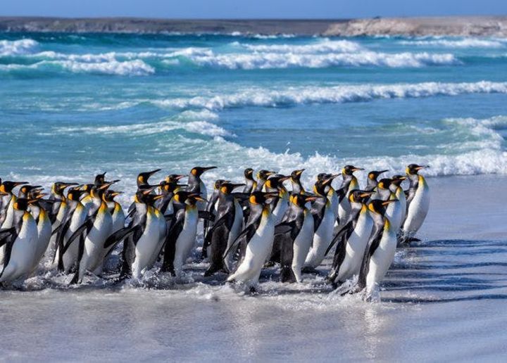 17nt adventure holiday w/Buenos Aires break & all-inc cruise📍 Ushuaia, Antarctica, the Falklands, Uruguay - Vimarsana News